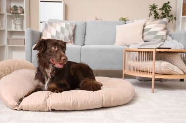 Şirin kahverengi Markiesje köpeği evcil hayvan yatağında yatıyor.