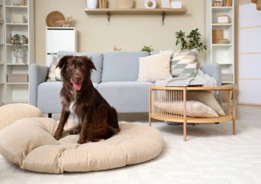 Şirin kahverengi Markiesje köpeği evcil hayvan yatağında oturuyor.