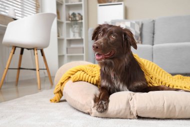 Evcil hayvan yatağında battaniyeli şirin Markiesje köpeği.