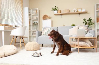 Evde yemek kasesi olan sevimli Markiesje köpeği.