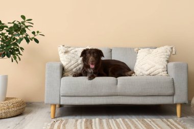 Şirin kahverengi Markiesje köpeği evdeki kanepede uzanıyor.