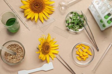 Profesyonel laboratuvar, desenli bej arka planda, petri kabında örnekler, ayçiçekleri, lahanalar ve tohumlarla dolu.