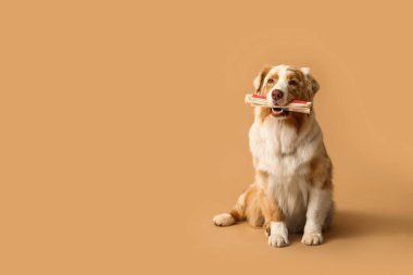 Bej arka planda oturan Avustralyalı şirin çoban köpeği.