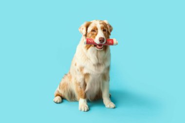 Mavi arka planda oturan sevimli Avustralyalı çoban köpeği.