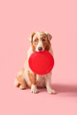 Pembe arka planda kırmızı frizbili şirin Avustralya çoban köpeği.