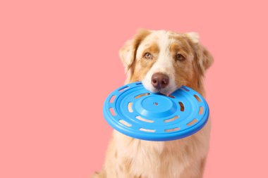 Pembe arka planda frizbisi olan şirin Avustralya çoban köpeği.