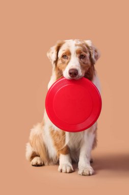 Kahverengi arka planda kırmızı frizbi olan şirin Avustralya çoban köpeği.
