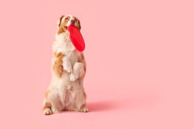 Pembe arka planda kırmızı frizbili şirin Avustralya çoban köpeği.