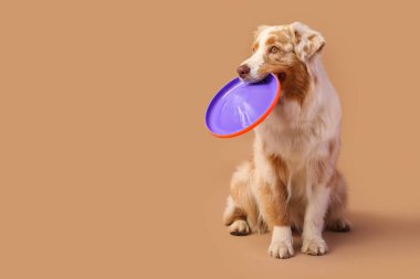 Kahverengi arka planda frizbisi olan tatlı Avustralya çoban köpeği.