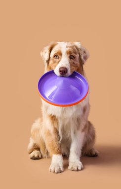 Kahverengi arka planda frizbisi olan tatlı Avustralya çoban köpeği.