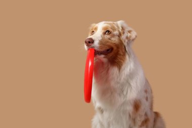 Kahverengi arka planda kırmızı frizbi olan şirin Avustralya çoban köpeği.