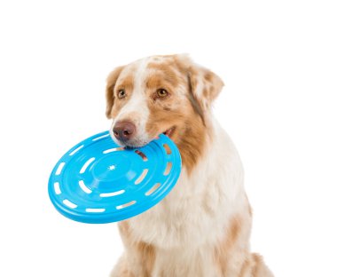 Beyaz arka planda mavi frizbili şirin Avustralya çoban köpeği, yakın plan.