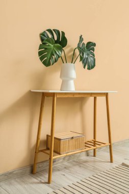 Bej duvarın yanında canavar yapraklı vazo.