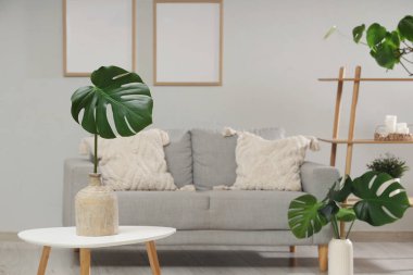 Gri kanepeli ve canavar yapraklı şık bir oturma odası.