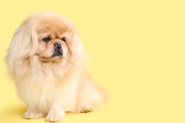 Cute dog on yellow background