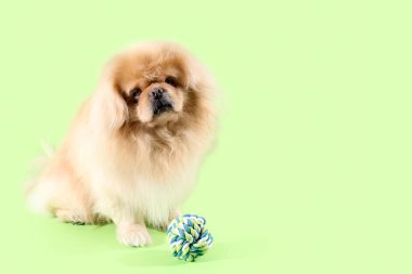 Yeşil arka planda oyuncağı olan sevimli bir köpek.