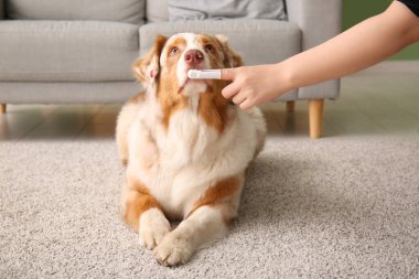 Şirin Avustralyalı çoban köpeği ve evde diş fırçası olan sahibi.