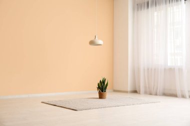 Sallanan lamba, bitki ve halı bej duvarın yanında ve boş odada ışık perdesi