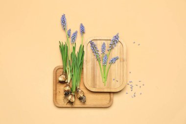 Bej arka planda güzel Muscari çiçekleri olan tahtalar