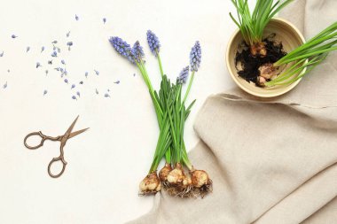 Beyaz masada güzel Muscari çiçekleri ve makasları