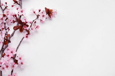 Beyaz arkaplanda açan dallar