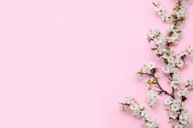 Pembe arka planda açan dallar