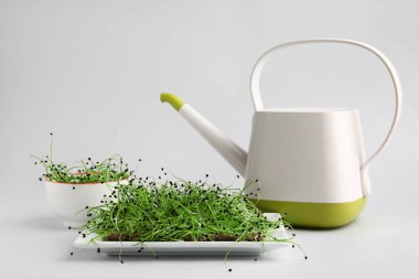 Tabak ve bir kase taze mikro yeşil ve arka planda sulama kabı var.