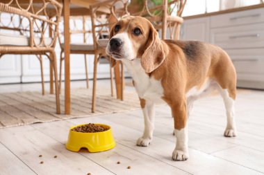 Tatlı Beagle köpeği kasenin yanında ve mutfakta kuru yiyecek var.