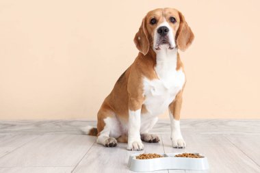 Sevimli Beagle köpeği evde bej duvarın yanında bir kase kuru yemekle oturuyor.
