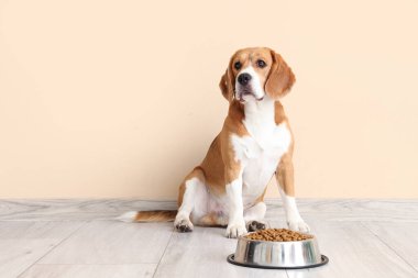 Sevimli Beagle köpeği evde bej duvarın yanında bir kase kuru yemekle oturuyor.
