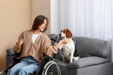 Tekerlekli sandalyedeki genç ve güzel bir kadın ve evde sevimli bir Beagle köpeği var.