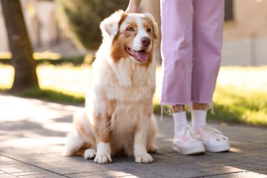 Parkta sahibi olan şirin bir Avustralya çoban köpeği.