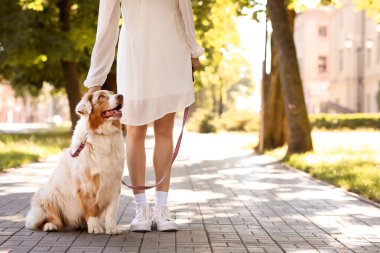 Parkta sahibi olan şirin bir Avustralya çoban köpeği.
