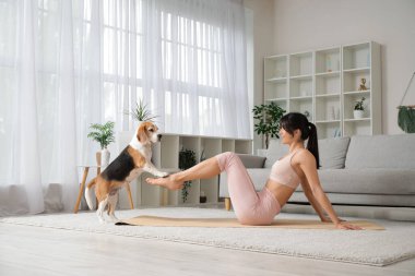 Tatlı Beagle köpeği olan genç sporcu kadın oturma odasında yoga yapıyor.