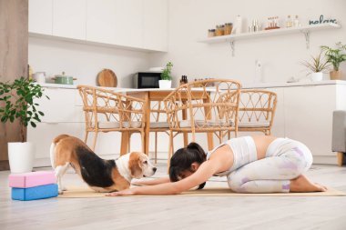 Sevimli Beagle köpeği olan genç, sportif bir kadın mutfakta yoga yapıyor.