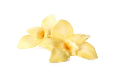 Beyaz arka planda güzel vanilya çiçekleri