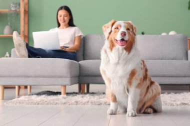 Oturma odasındaki kanepede dizüstü bilgisayar kullanan genç bir kadının yanında şirin bir Avustralya çoban köpeği.