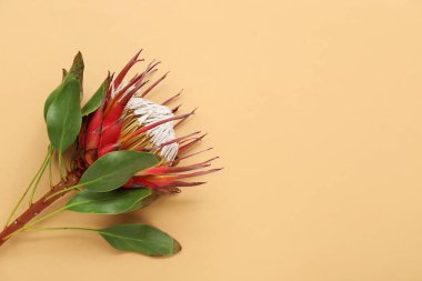Bej arkaplanda güzel kırmızı protea çiçeği