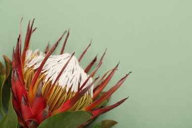 Yeşil arka planda güzel kırmızı protea çiçeği, yakın plan.