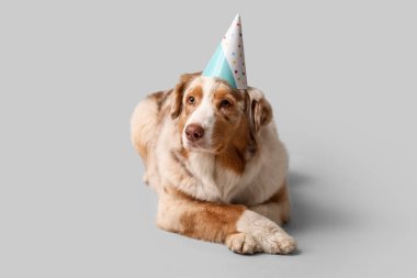 Parti şapkalı şirin Avustralyalı çoban köpeği gri arka planda yatıyor.