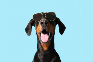 Mavi arka planda güneş gözlüklü sevimli Dobermann köpeği, yakın plan.