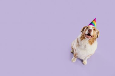 Cute Australian Shepherd dog in party hat on lilac background. Birthday celebration