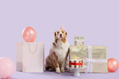 Parti şapkalı şirin Avustralyalı çoban köpeği hediye kutuları, pasta ve leylak arka planda balonlar. Doğum günü kutlaması