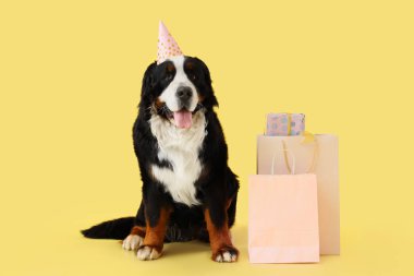 Parti şapkalı şirin Bernese dağ köpeği alışveriş torbaları ve sarı arka planda hediye kutusu. Doğum günü kutlaması