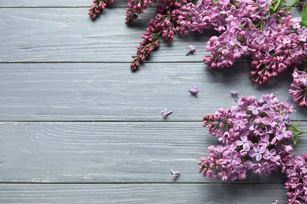 Gri ahşap arka planda çiçek açan leylak çiçekleri