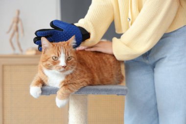 Evdeki tırmalama kazığında eldivenle sevimli kediyi fırçalayan kadın, yakın plan.