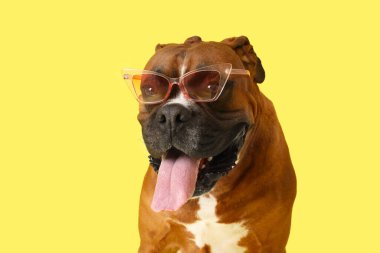 Sarı arka planda güneş gözlüklü şirin boksör köpeği.