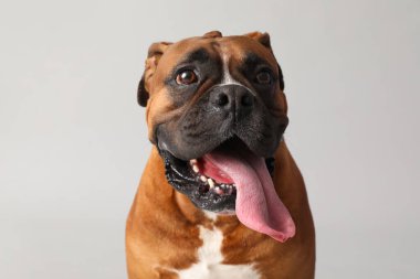 Gri arka planda şirin boksör köpeği