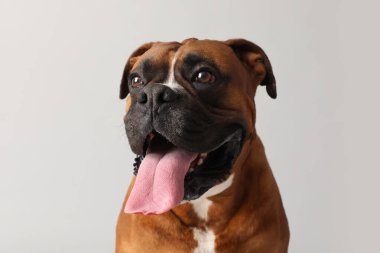 Gri arka planda şirin boksör köpeği