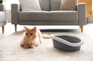 Şirin Maine Rakunu kedi, çöp kutusu evde yerde yatıyor.